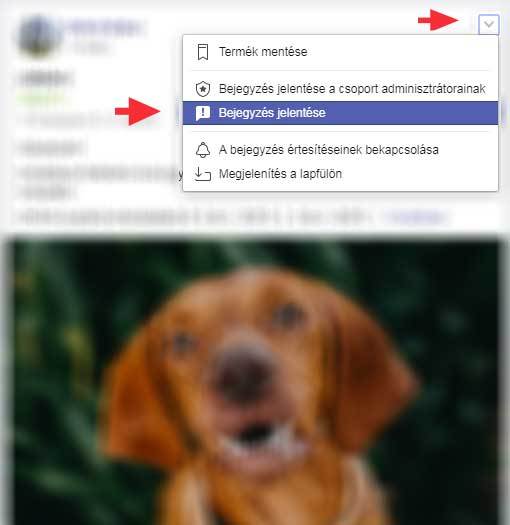 Ide kattintva jelentheted a szaporító hirdetését