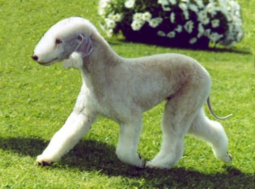 Bedlington Show kutya