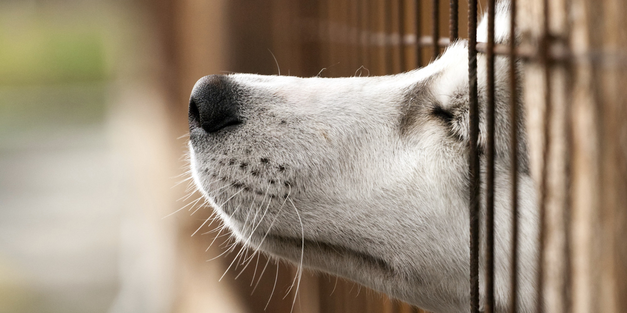 Új szabályok születhetnek az állatok védelméért