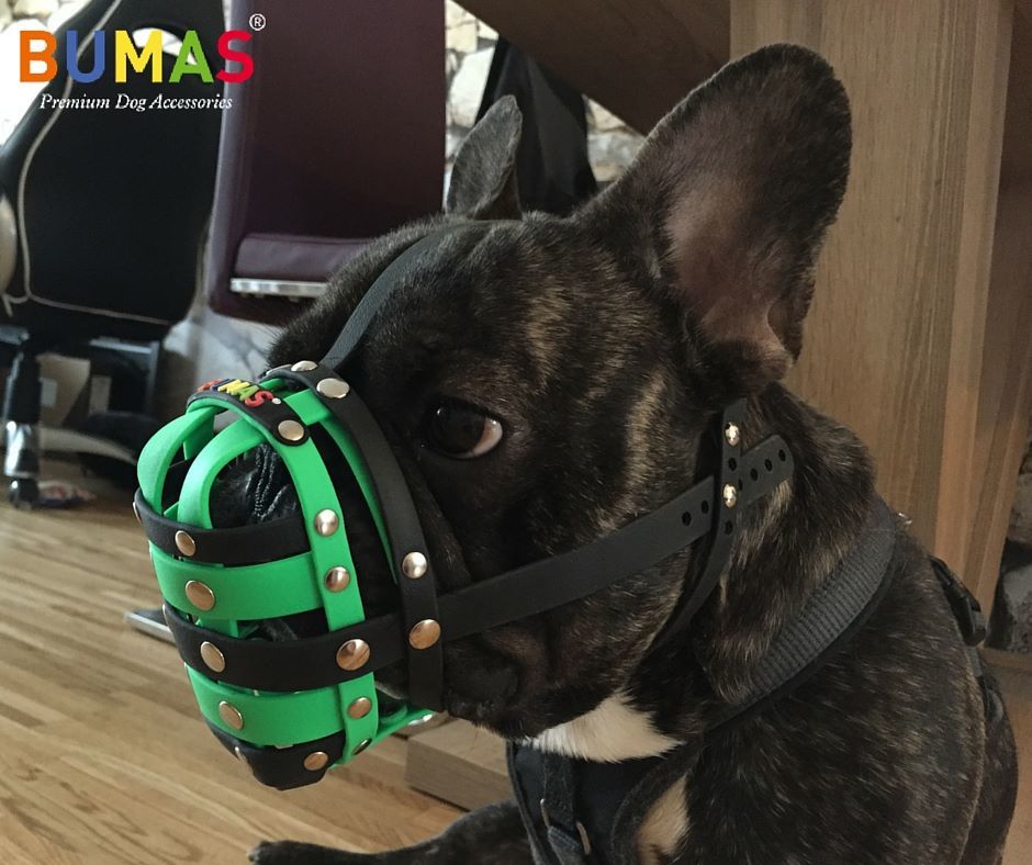 Szájkosár nyomott orrú kutyákra, mint a mopsz, bulldog? A BUMAS erre a problémára is nyújt megoldást