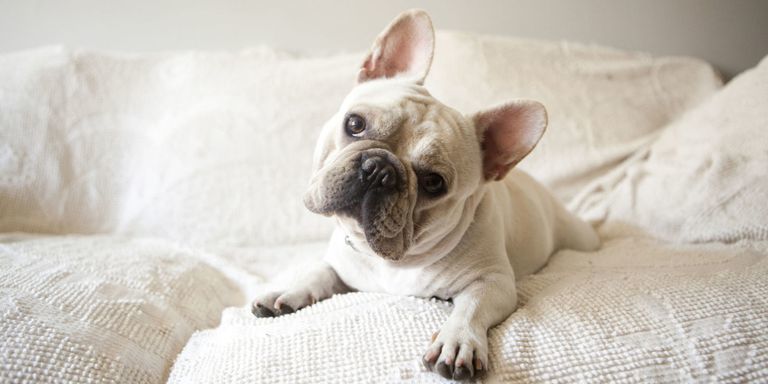 Kutyáink pontosan tudják, milyen érzelem jelenik meg az arcunkon