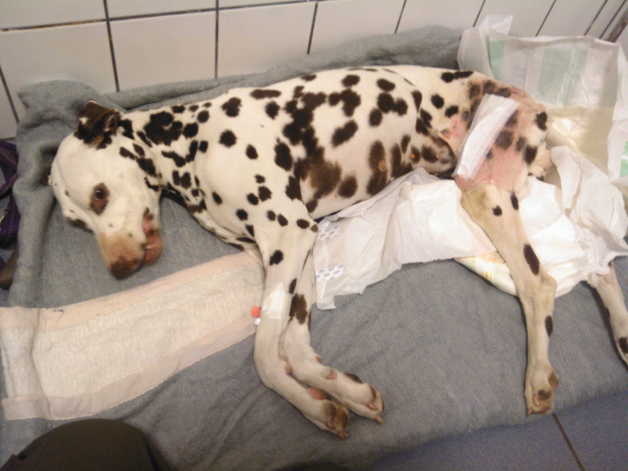Luna, a dalmata sok műtéten esett át