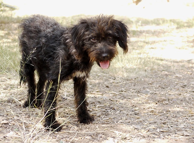 Pepper, a hős uszkár-terrier keverék