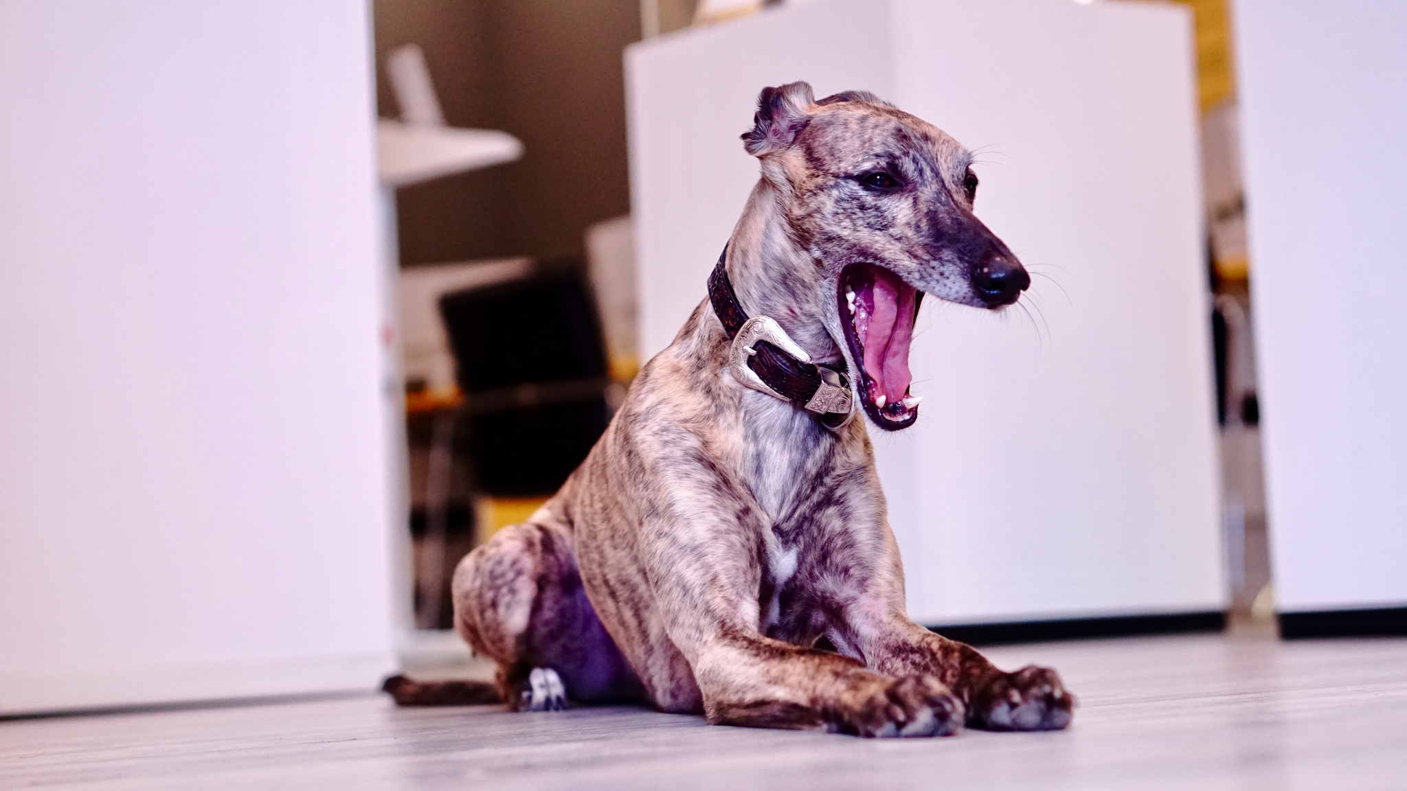 Kutyabarát Speedshop.hu