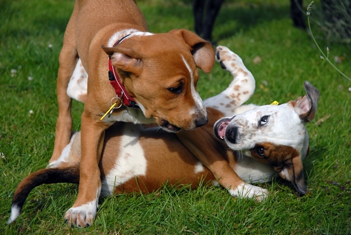 Kölyökkorban megtanulják a csóválás különböző jelentéseit