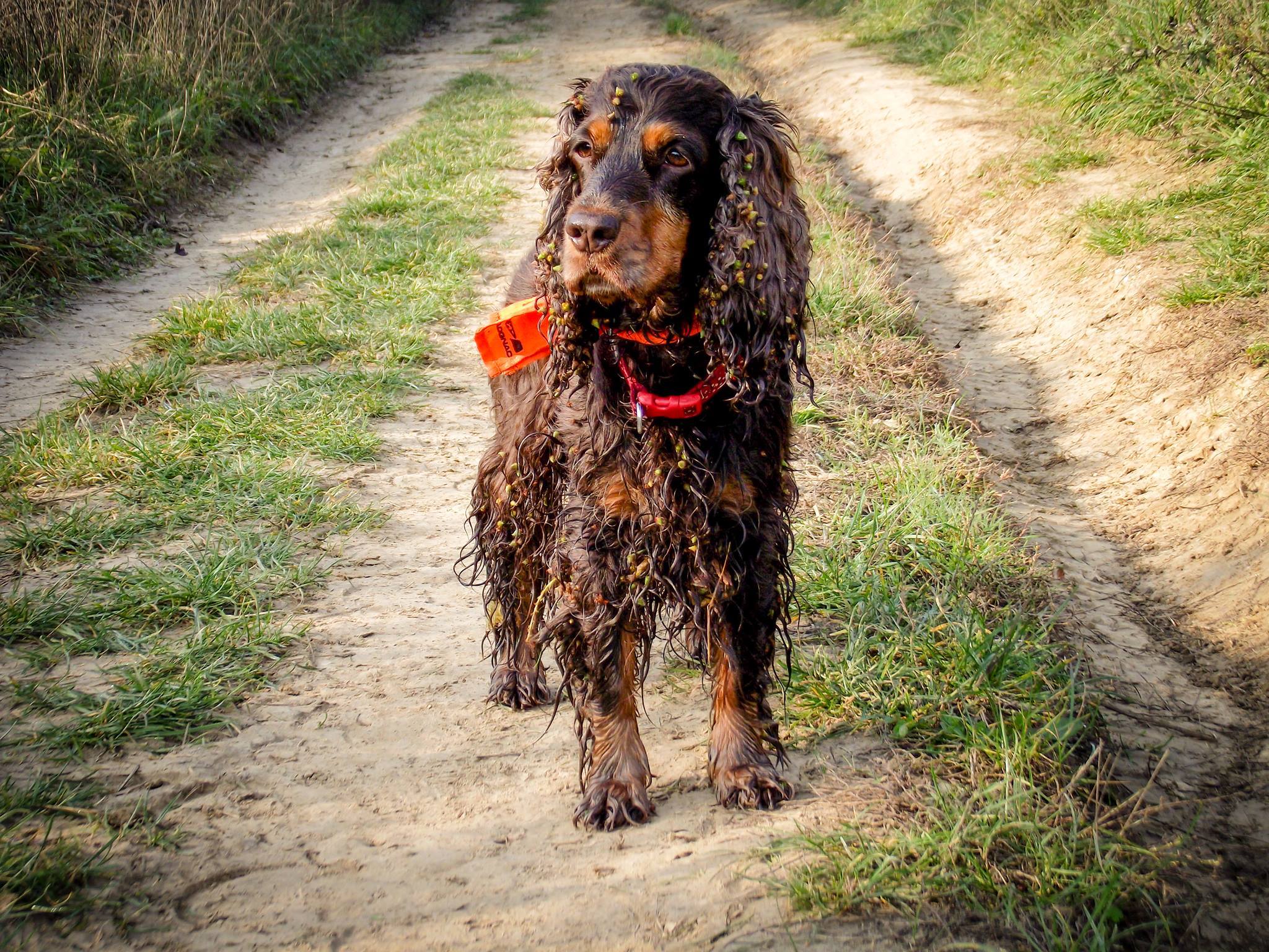 Őszi kirándulás a bogáncs rengetegben