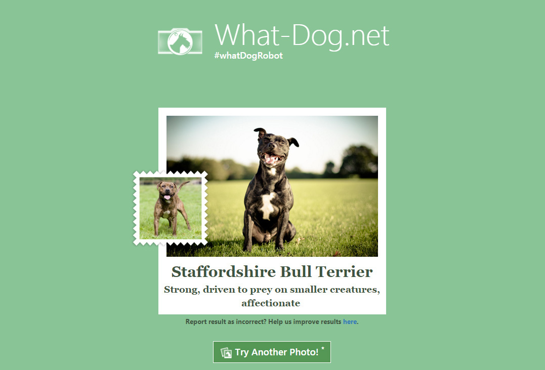 A kutyák fajtáját is beazonosítja az alkalmazás