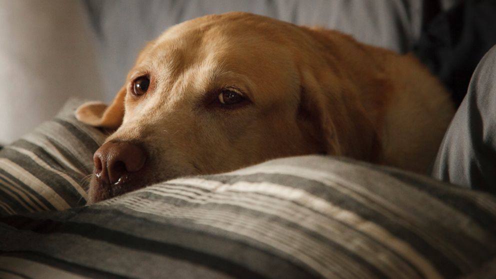 A kutyák is küzdhetnek influenzával