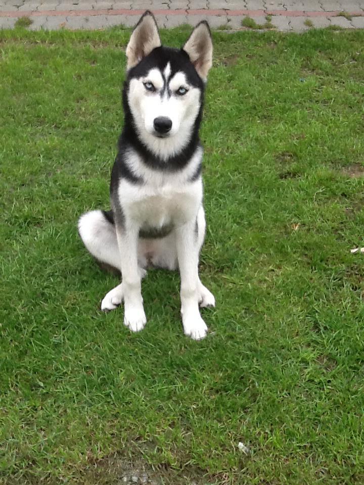 Lupus, a husky