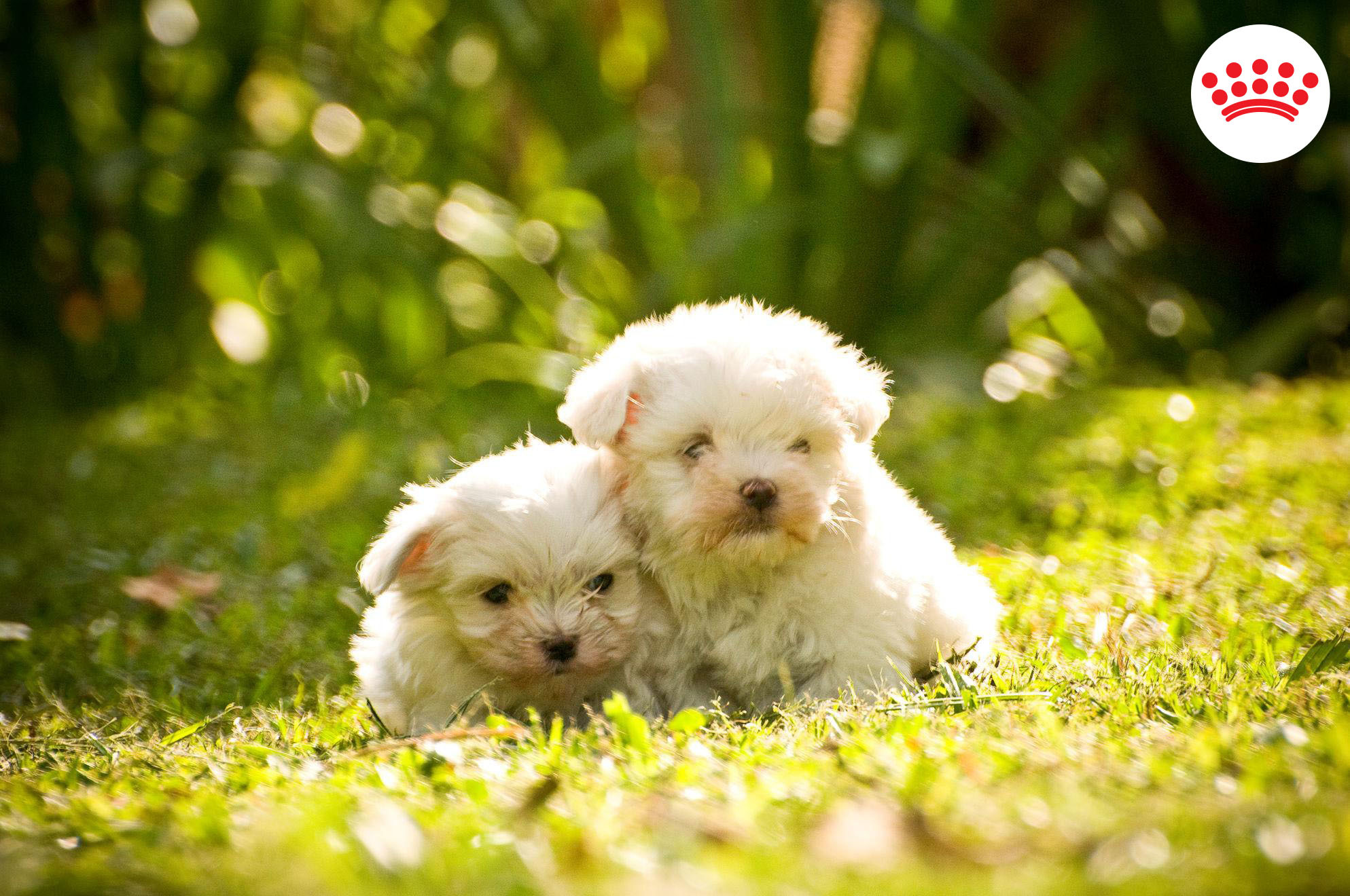 Kicsi vagy nagy: a kullancsok elleni védekezésre egyformán oda kell figyelni minden kutyánál