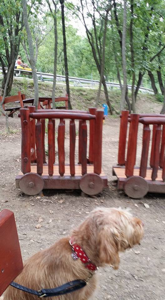 Amíg a gazdik boboznak, a kutyusok pihennek