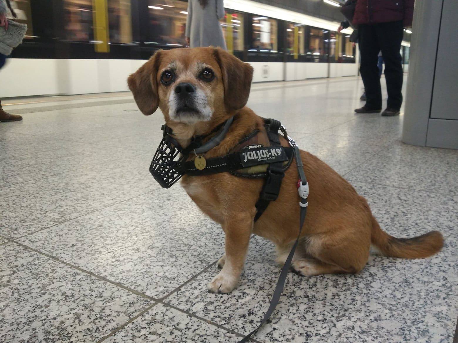 Folyamatosan tanulunk. Nem csak kutyáink tőlünk, hanem fordítva is.