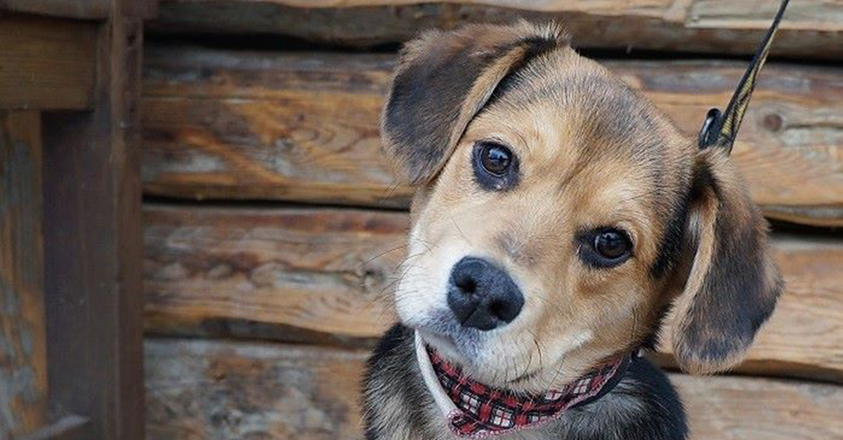 Kicsi és nagy, fiatal és idős kutyák is várják leendő gazdijukat