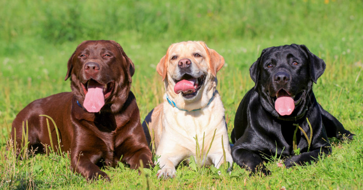 Továbbra is a labrador az amerikaiak legnépszerűbb fajtája