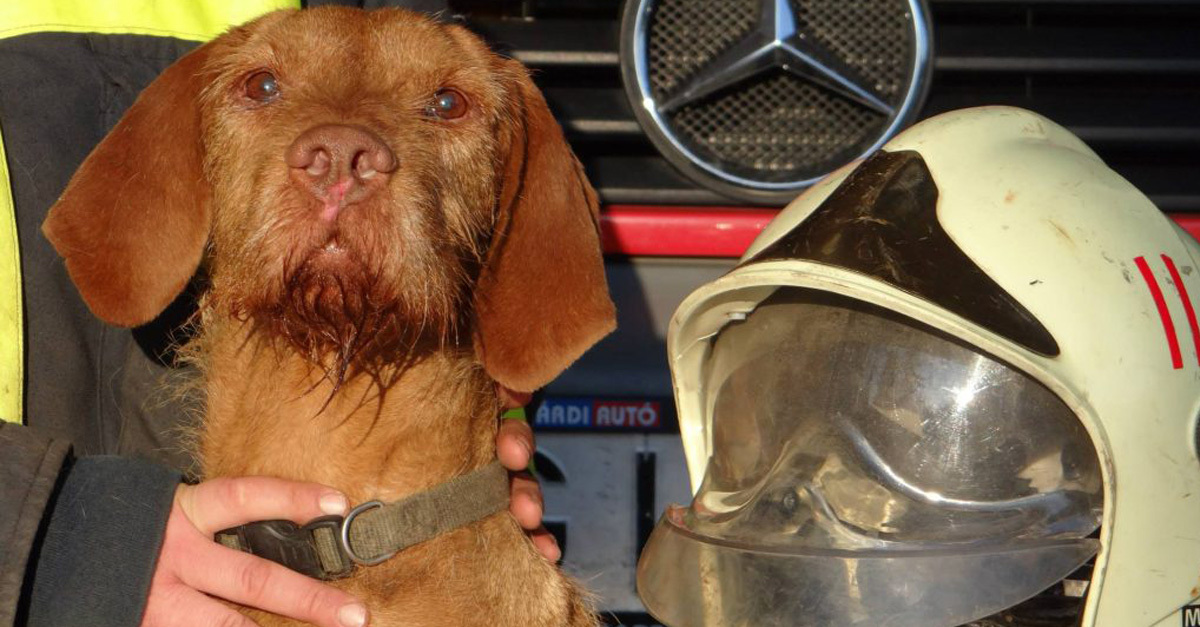 Szikra, a tűzvizsgáló magyar vizsla