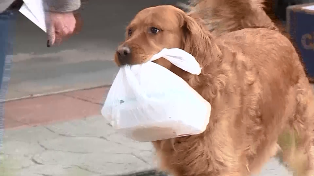A golden retriever házhoz viszi az idős szomszédnak a csomagokat