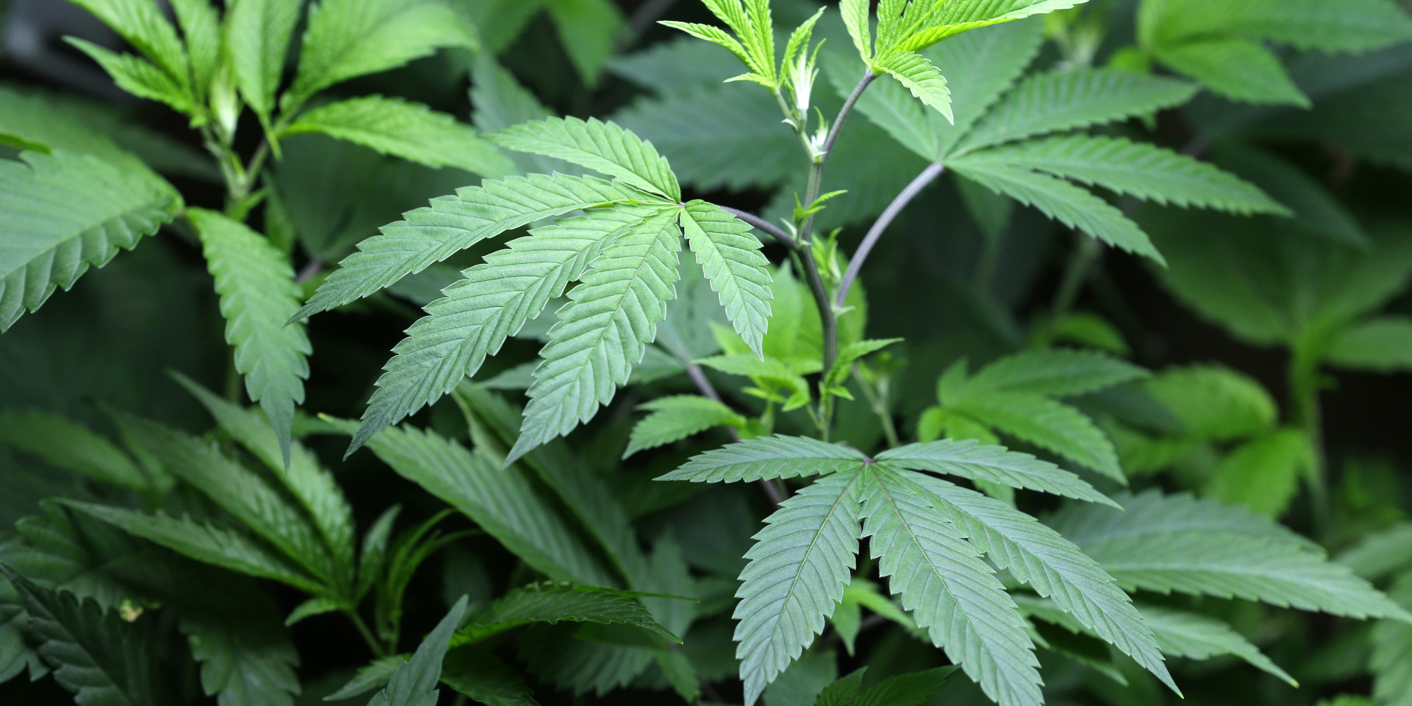 A kutya nem szívja, rágja