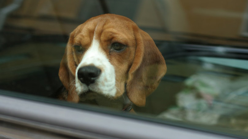 A felforrósodó autó életveszélyes lehet a benne hagyott gyerekre, állatra egyaránt