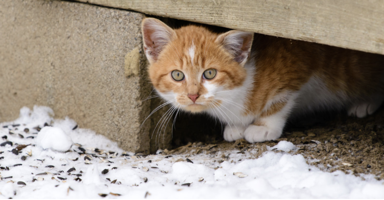 Betiltják Kiskunhalason a kóbor állatok etetését a közterületeken