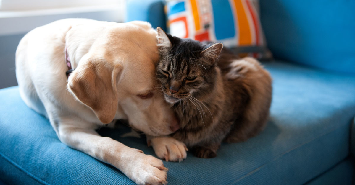 A kutyák és macskák is lakosokká lettek nyilvánítva a spanyol kisvárosban