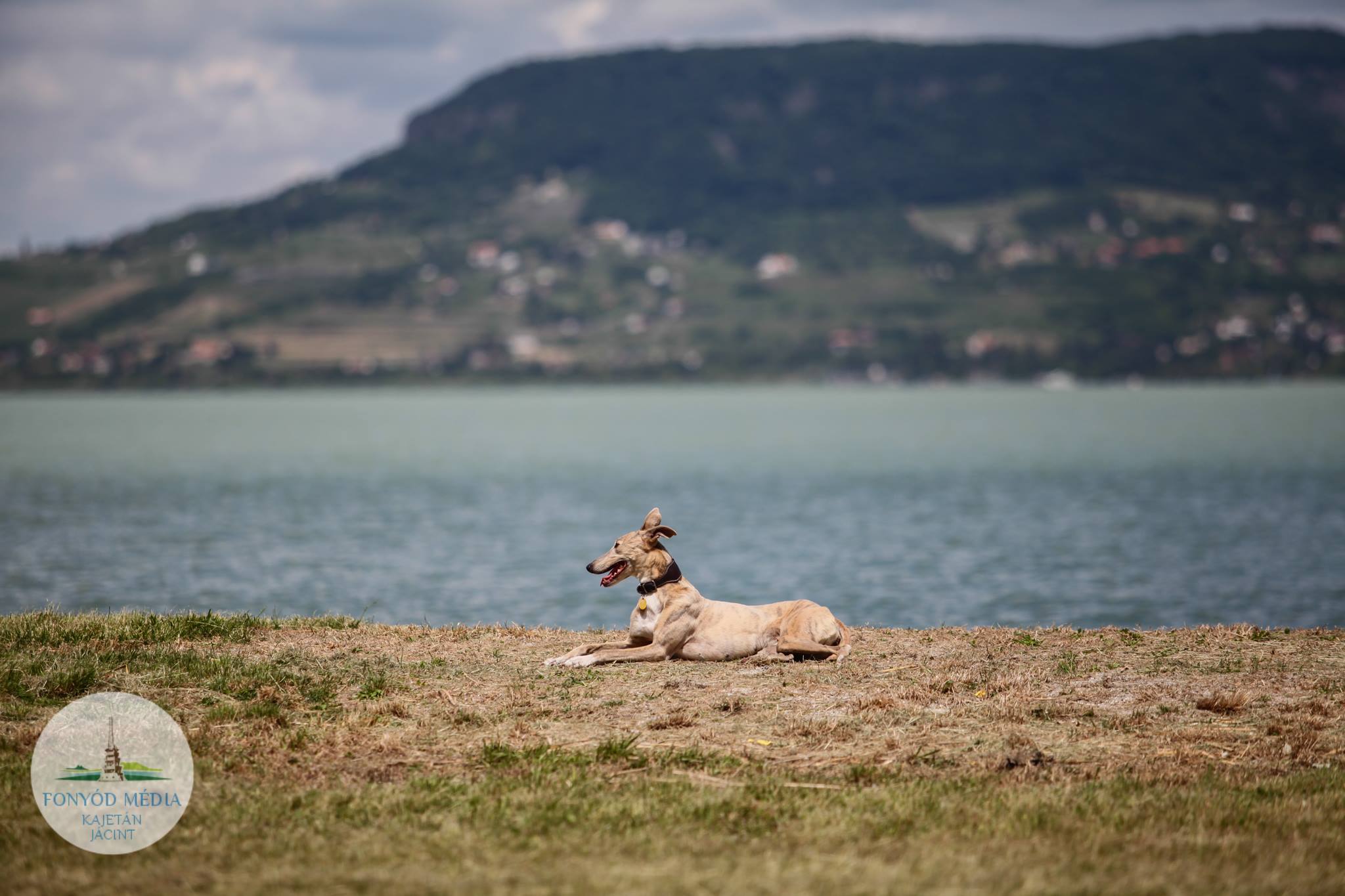 A kutyák is élvezik a strandolást