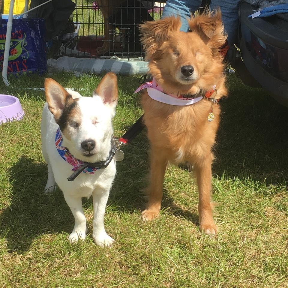 Nym és kutyabarátja, a vak Pedro