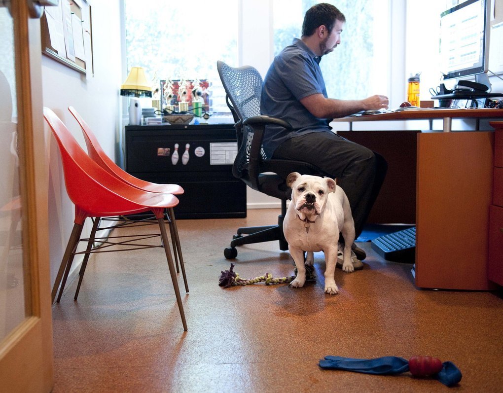 Kutya a munkahelyen - rengeteg előnye van!