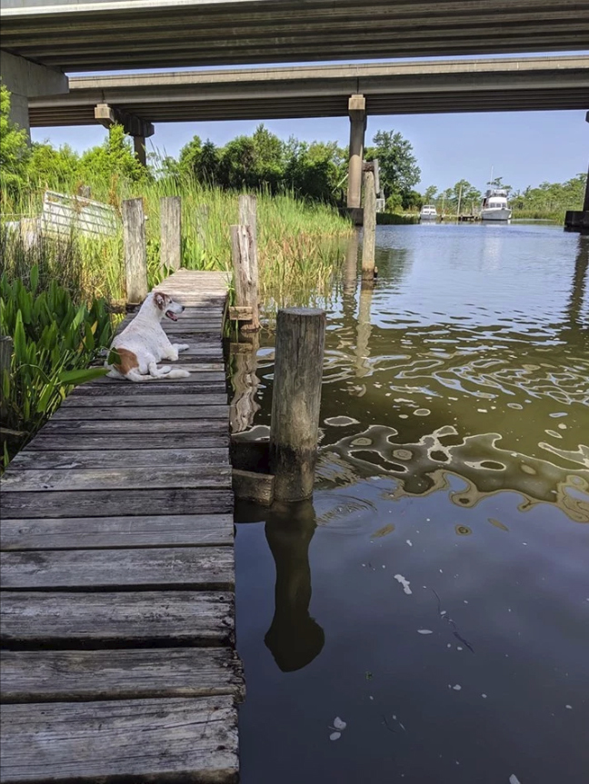 Az idős, beteg kutya megfiatalodott, mikor úszkálhatott a vízben 