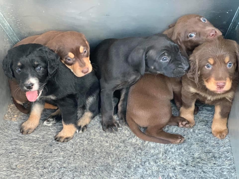 Étkezési célra tartott kutyákat mentettek Borsodból az állatvédők Étkezési célra tartott kutyákat mentettek Borsodból az állatvédők