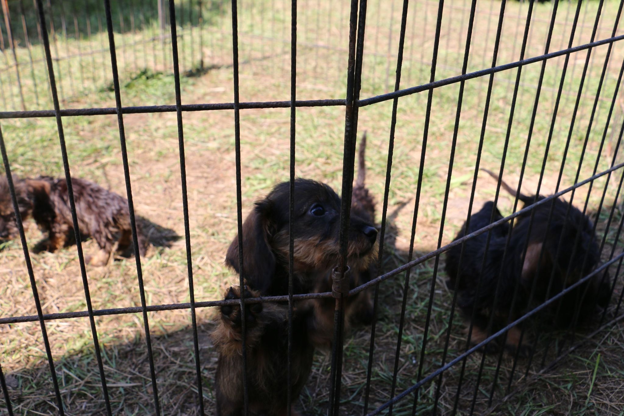 A tacskókat elszállították az ingatlanról