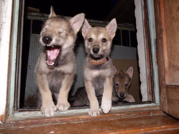 Kölyök volkoszobik