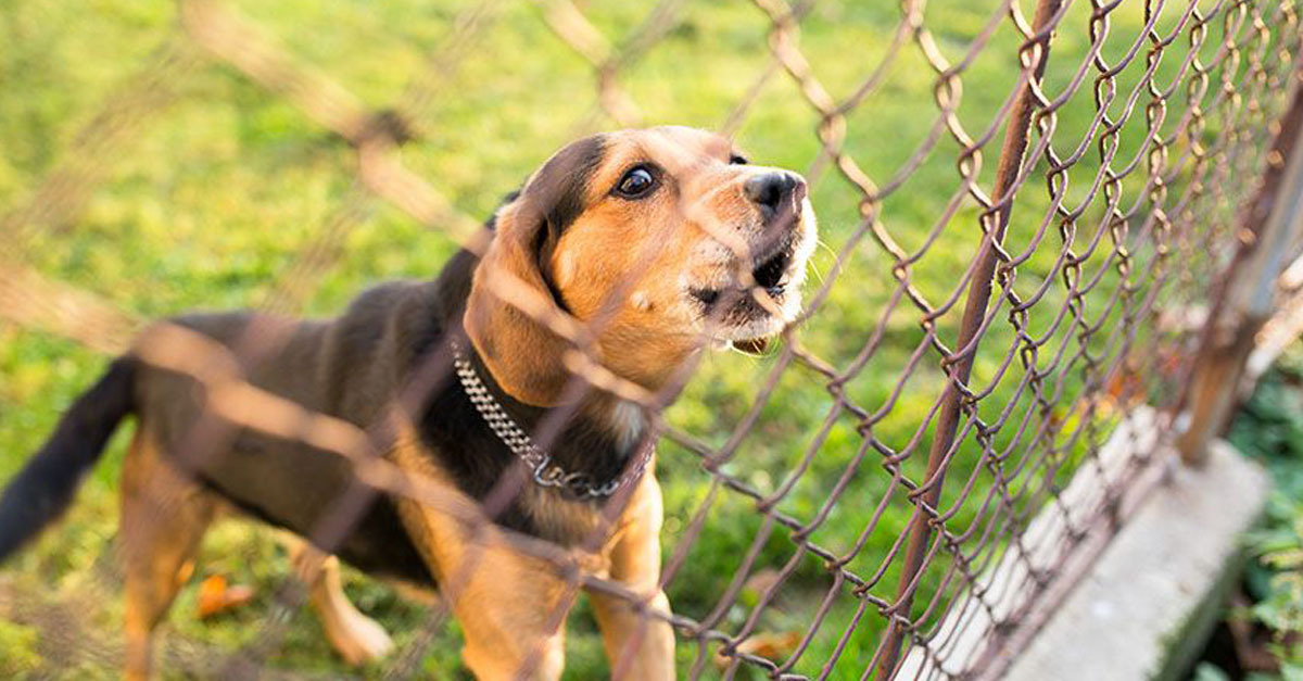 Ellenőrzik a kutyatartókat Kaposváron