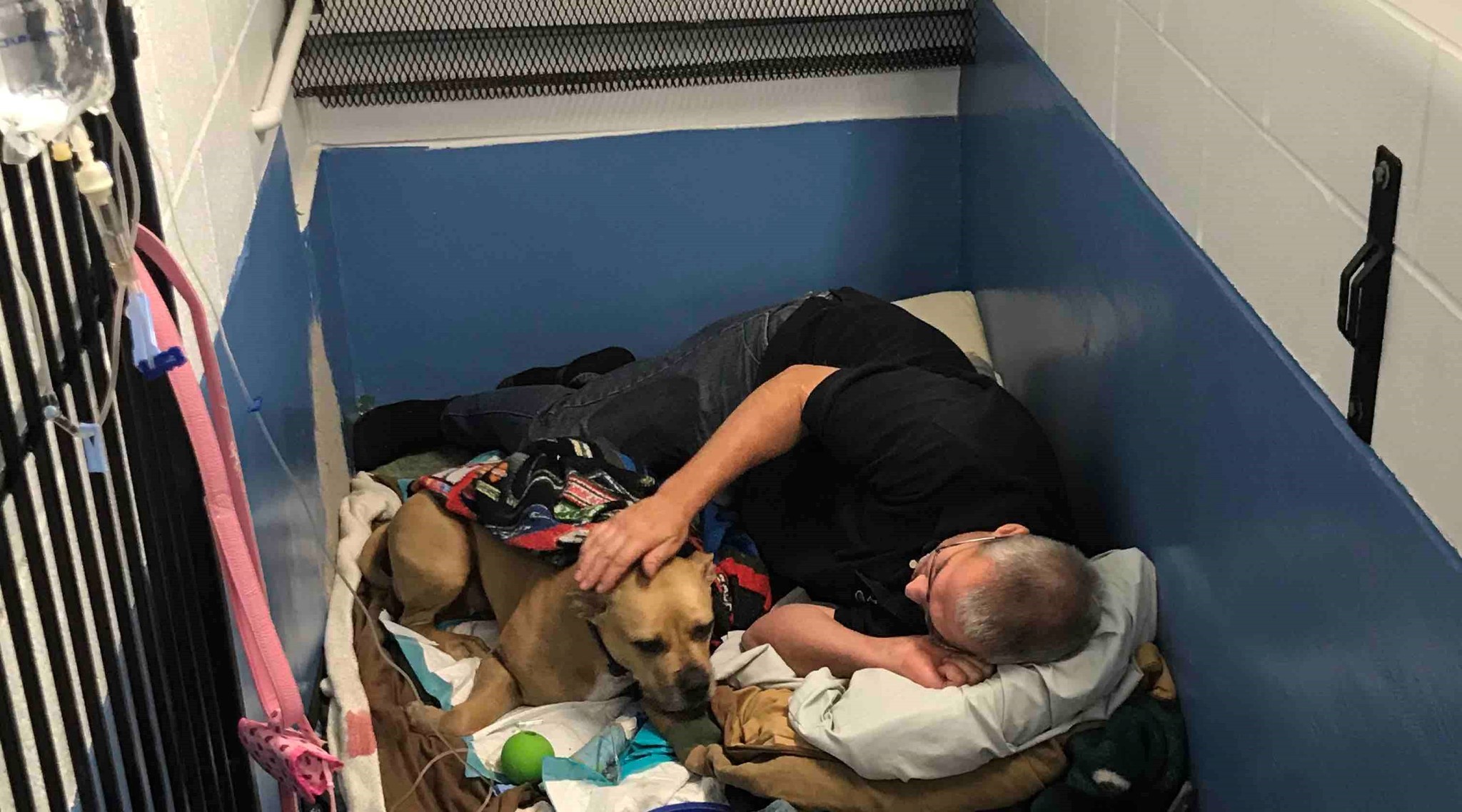 A kutya gazdája mindent megtesz a sérült kutyáért