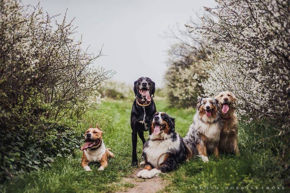 Kutya-barátokkal még jobb a kirándulás és a túra!