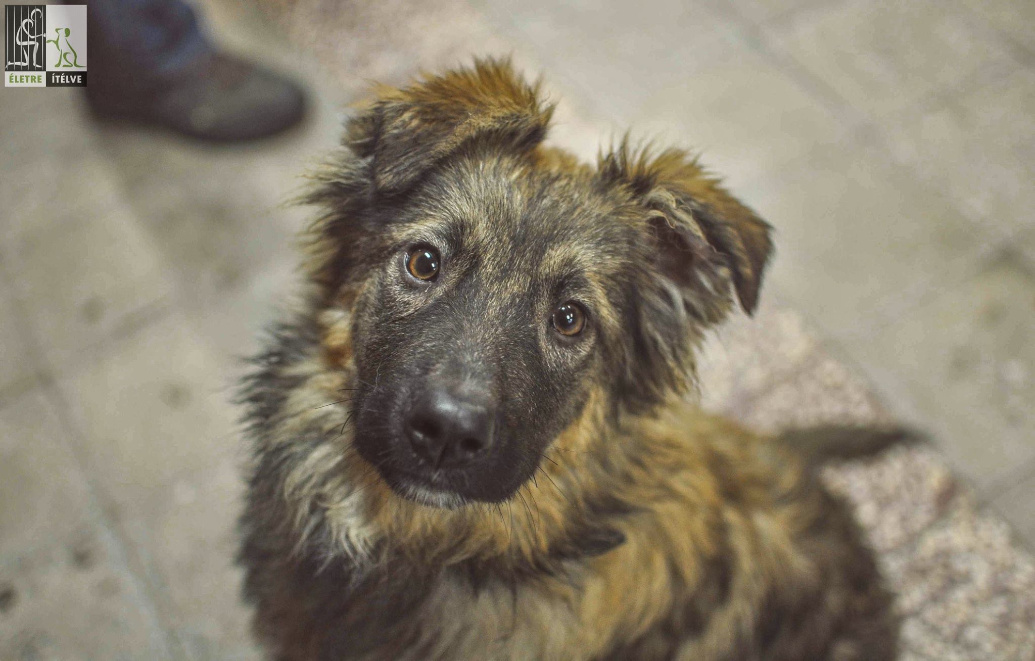 Dagi is részt vesz a programban