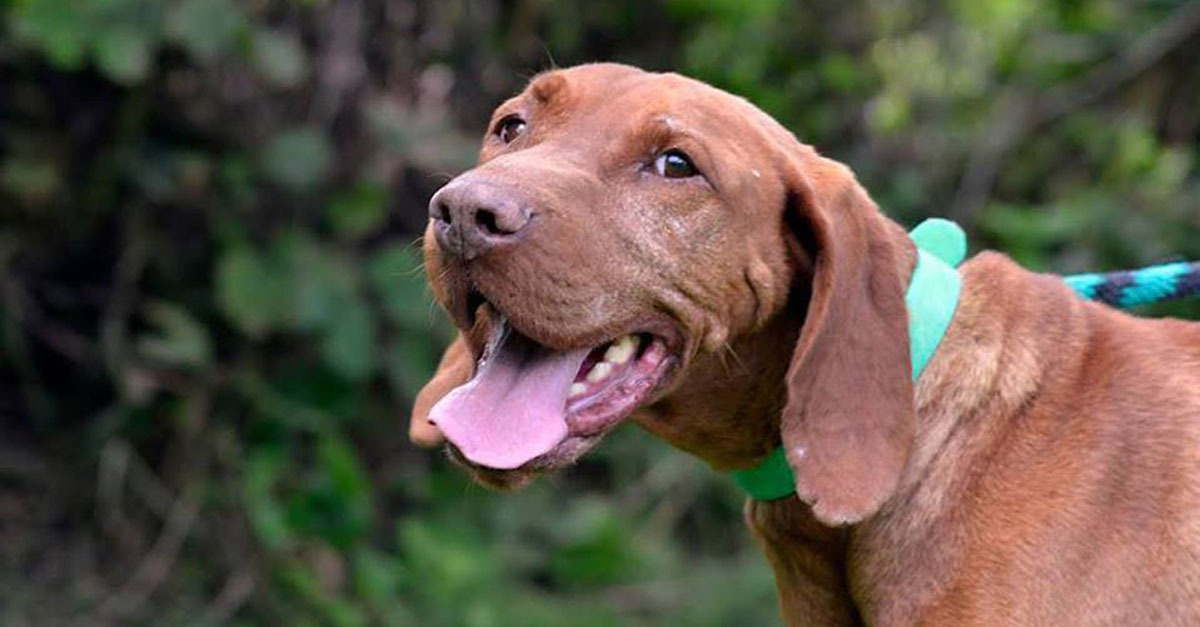 Vizslákat is támogathatsz a kutyás fesztiválon