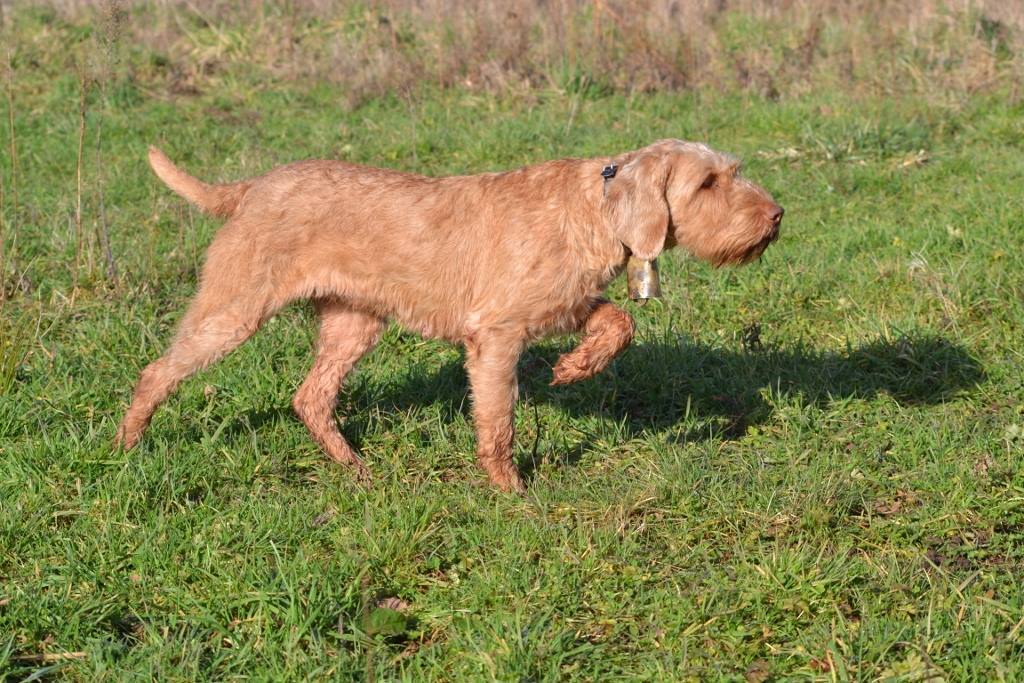 Drótszőrű magyar vizsla munka közben
