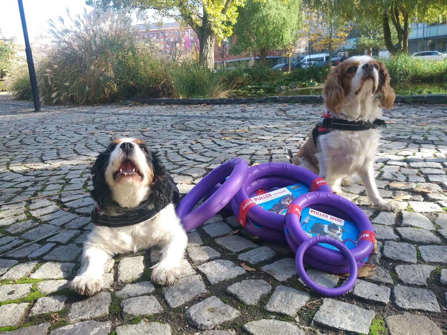 Különböző méretű pullerek kaphatók, így kiválasztható a kutyánkhoz legjobban passzoló