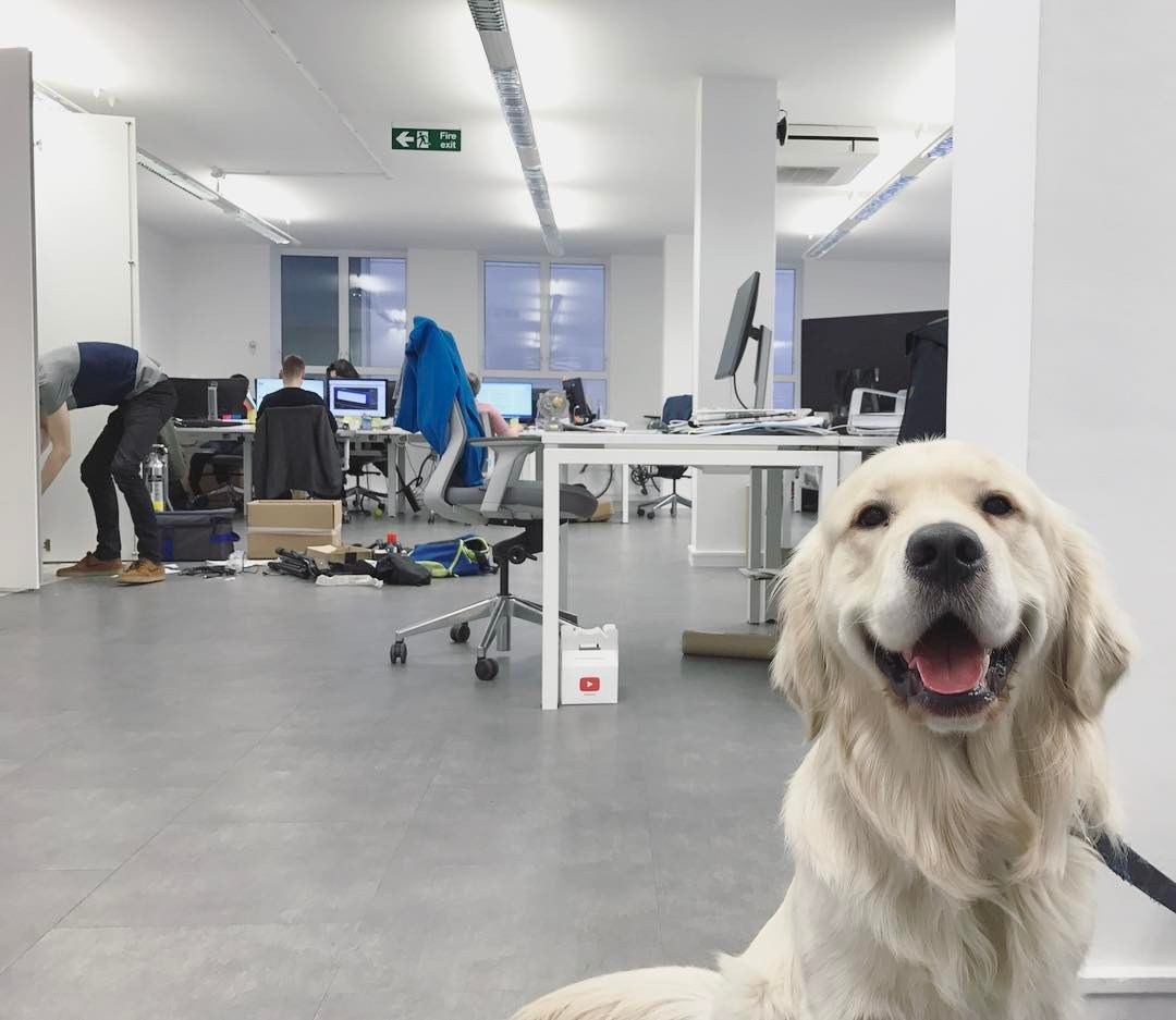 Míg a gazdi dolgozik...