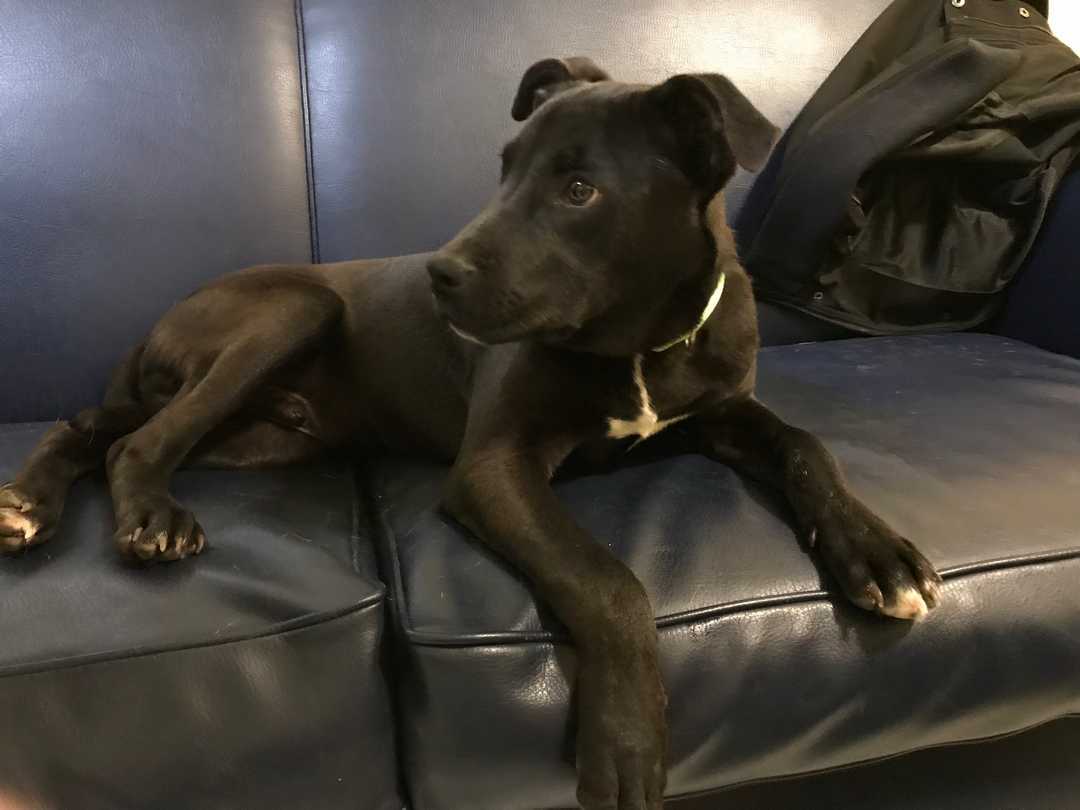 Rudolph új esélyt kapott az életre: ma már boldog gazdis kutya!