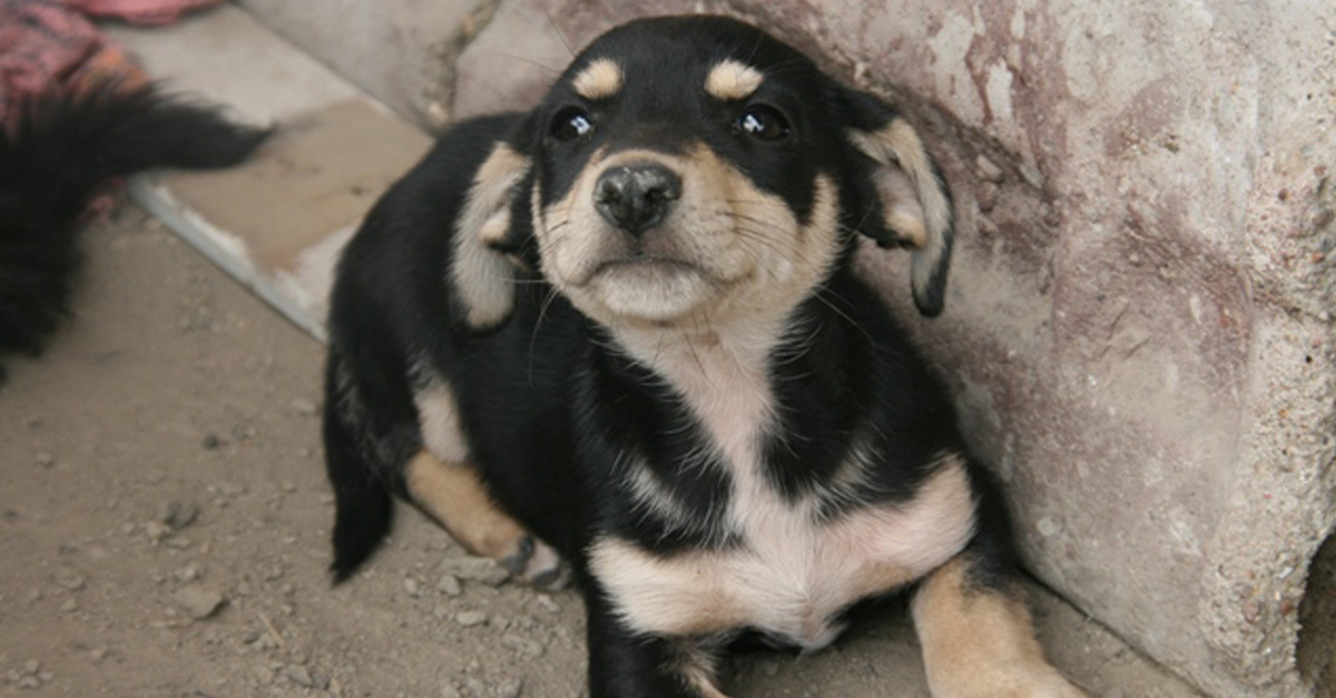 Támogatást ad az állam a kutyák ivartalanítására