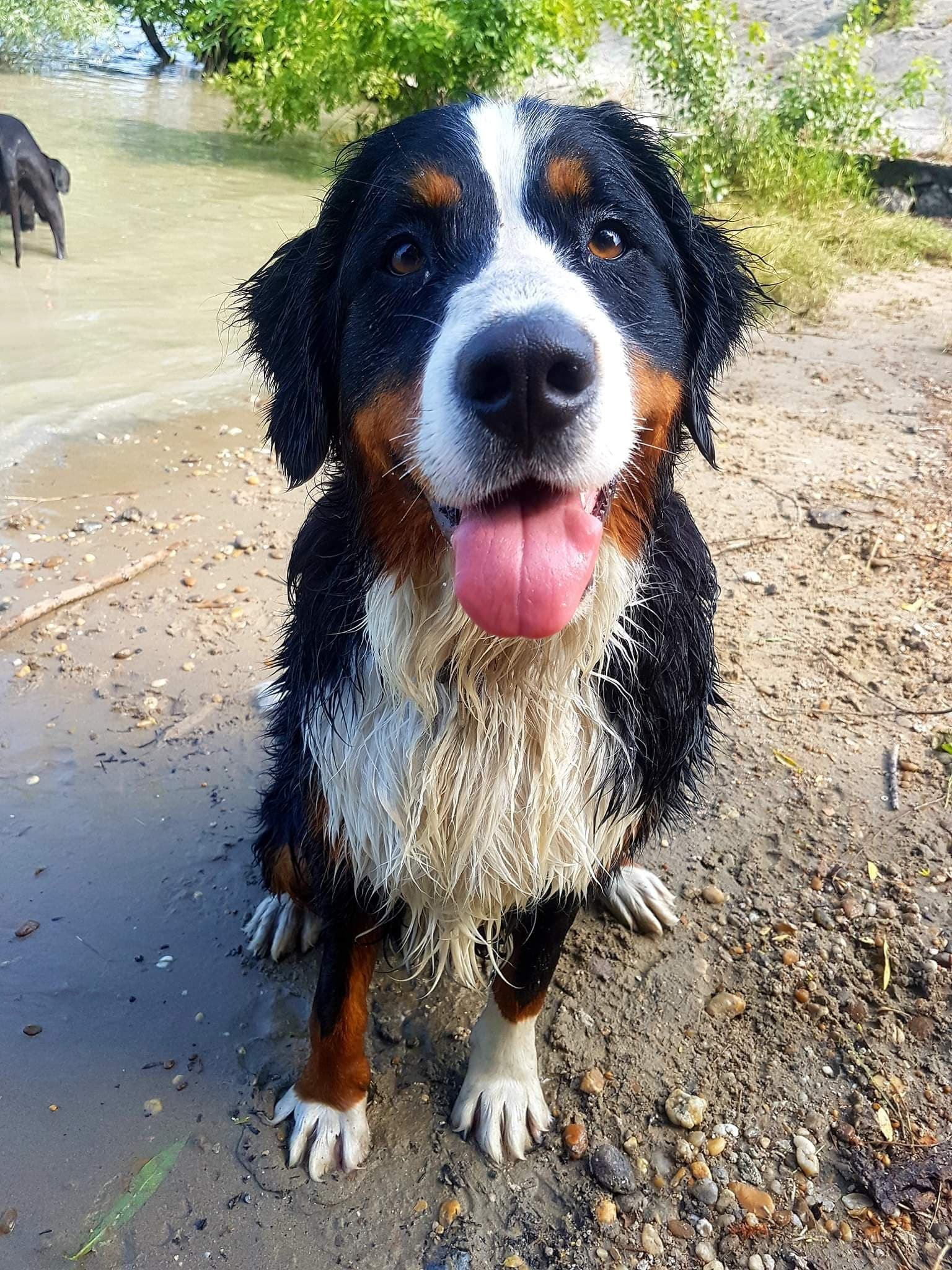 A jó kutyanapköziben odafigyelnek a környezeti körülményekre is - nagy melegben például gondoskodnak a kutyák hűtéséről
