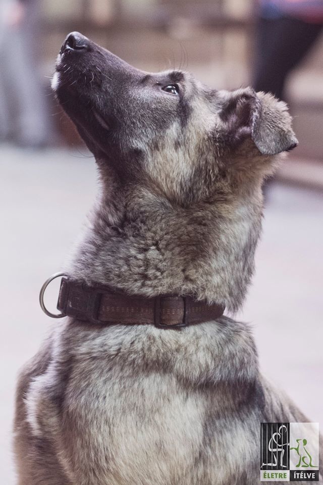 Szergej, aki már boldog gazdis kutya