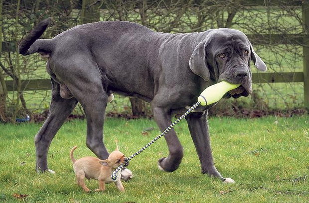 A nápolyi masztiff nyugodt, kiegyensúlyozott társ