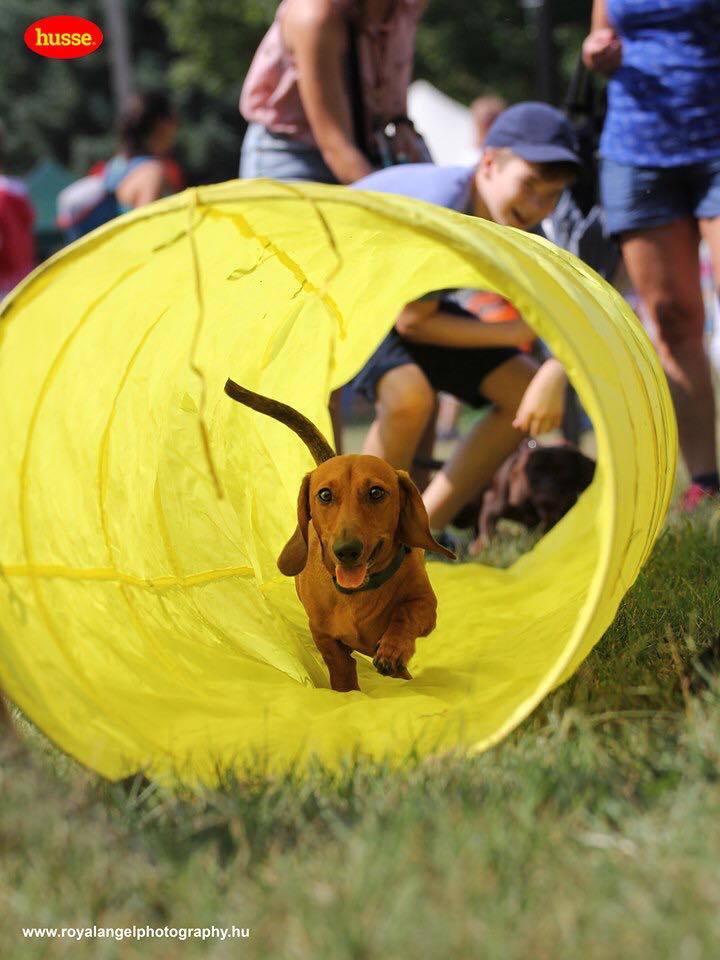 Az ügyességüket is megmutathatták a tacsik