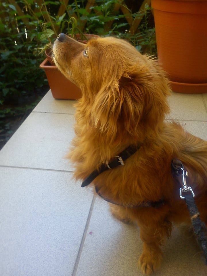 Benő már boldog gazdis életet él