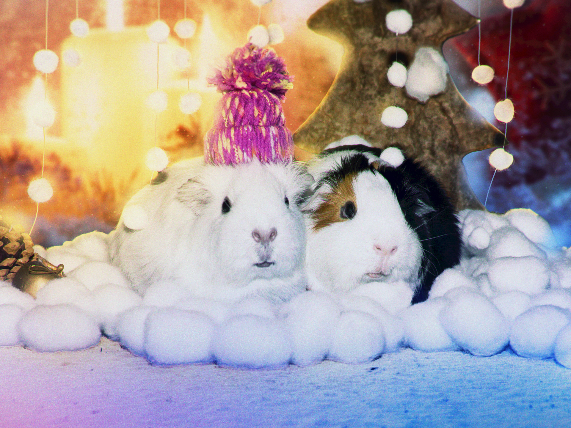 Cuki karácsonyi tengerimalacok - ők is odafigyelést igényelnek egész évben!