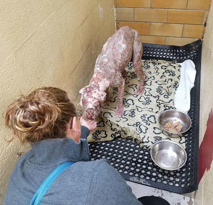 Stinger és megmentője