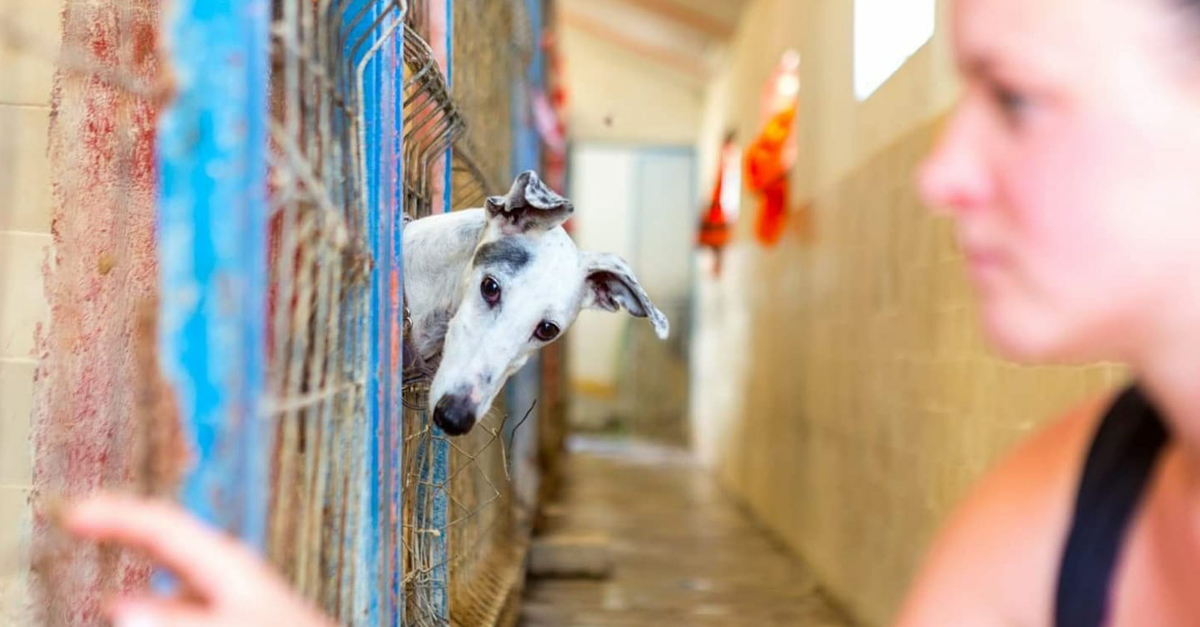 A vadászszezon után sok galgot hagynak magára, mert feleslegessé váltak...