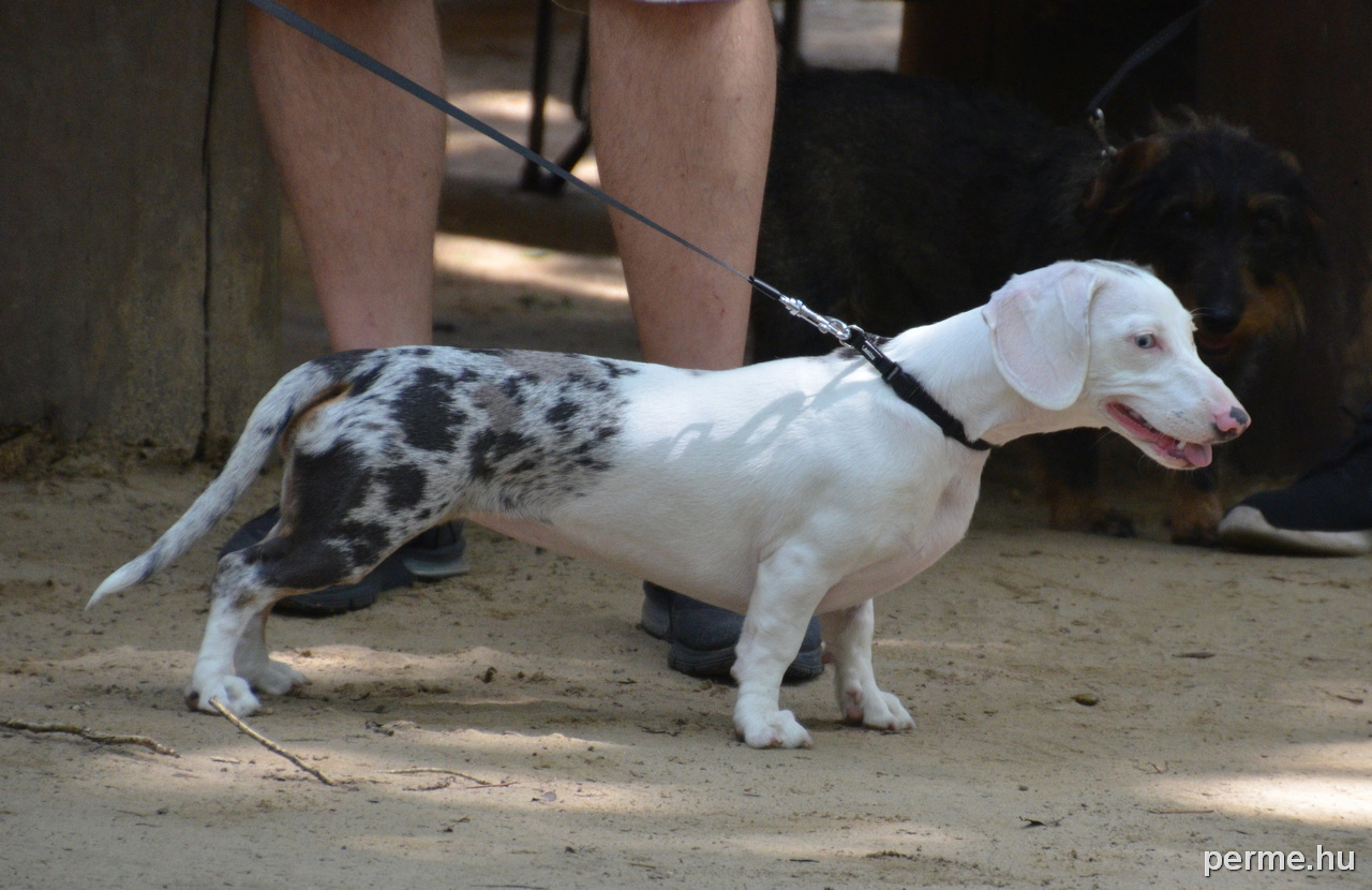 Különleges színű tacskók is részt vettek a találkozón